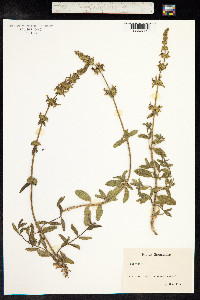 Stachys recta image