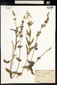Stachys recta image