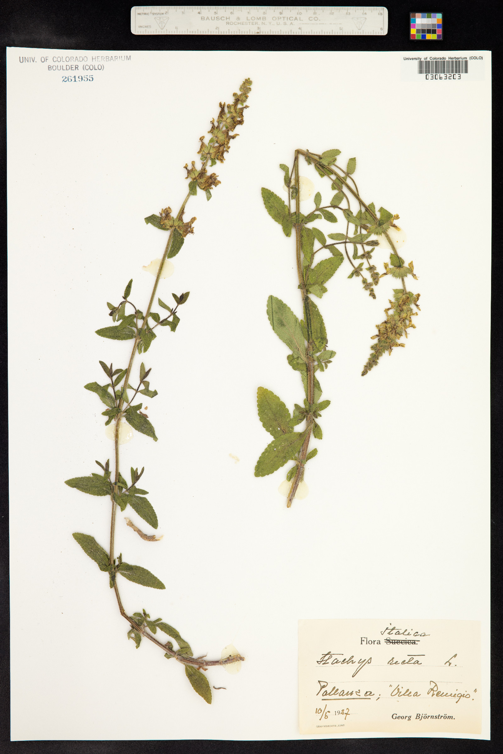 Stachys recta image