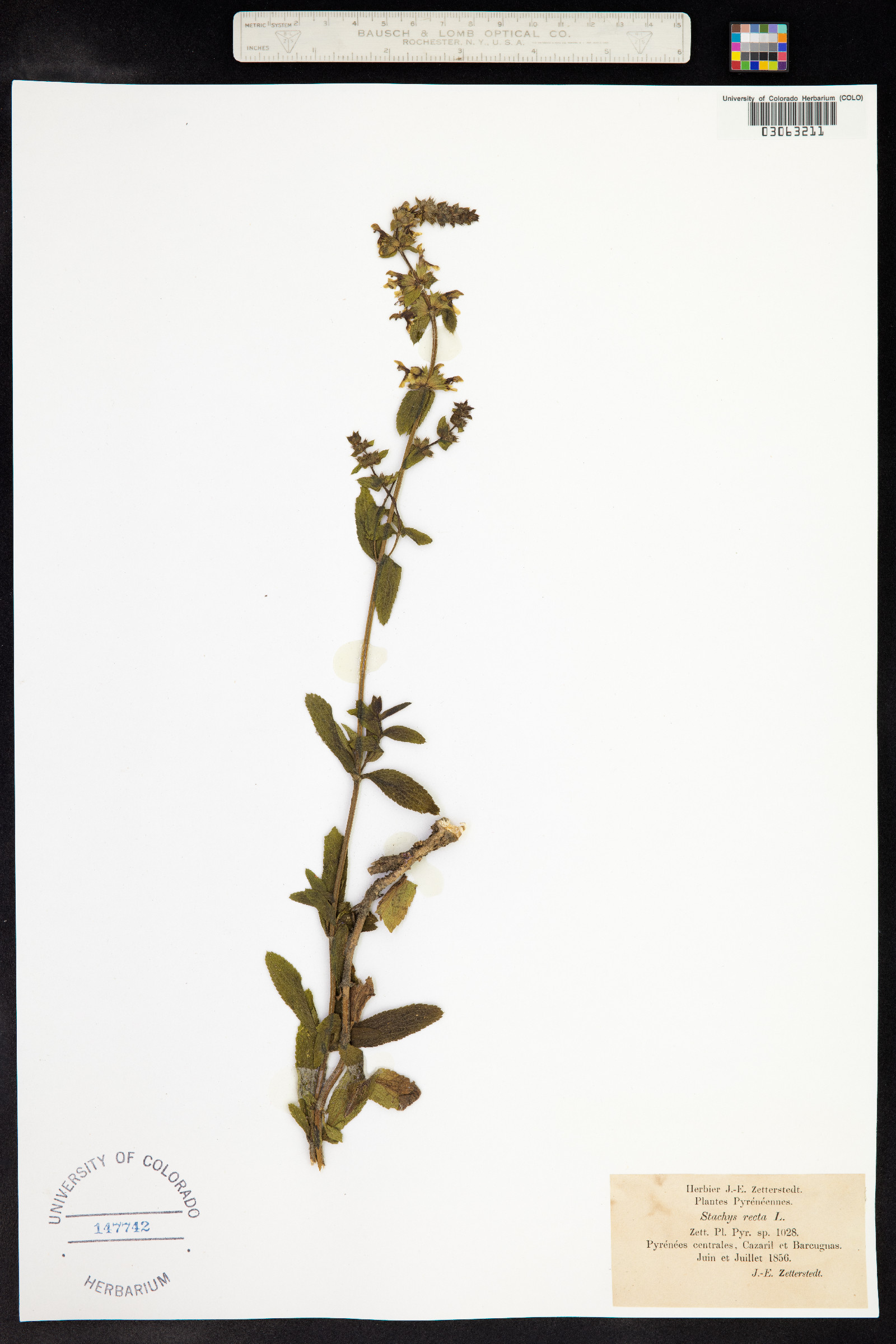 Stachys recta image