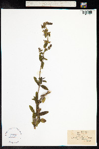 Stachys recta image