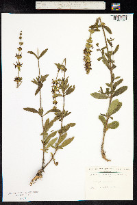 Stachys recta image