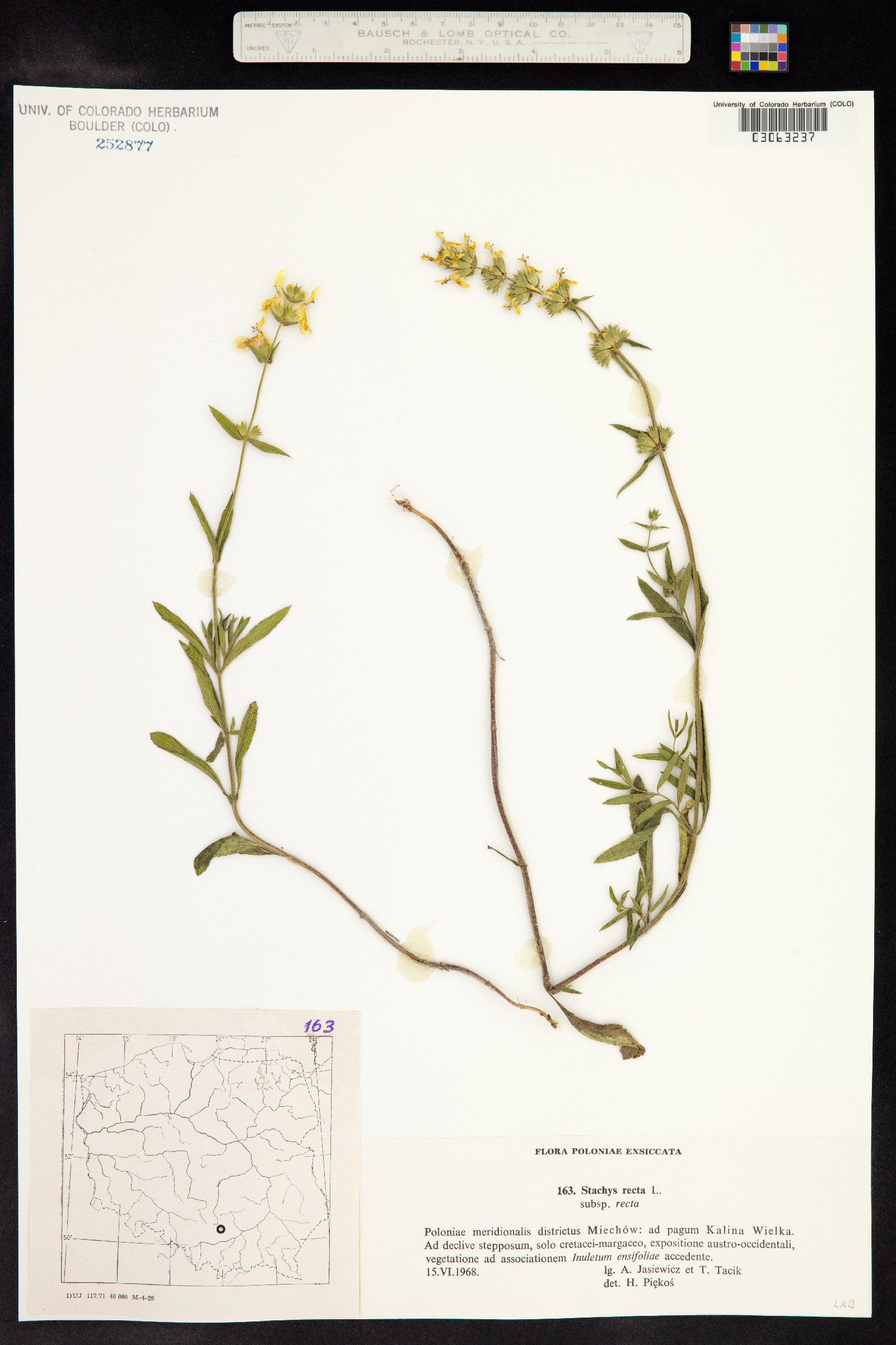 Stachys recta image