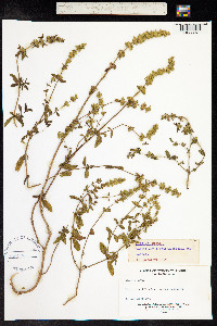 Stachys recta image