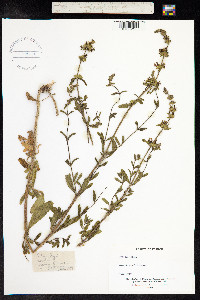 Stachys recta image