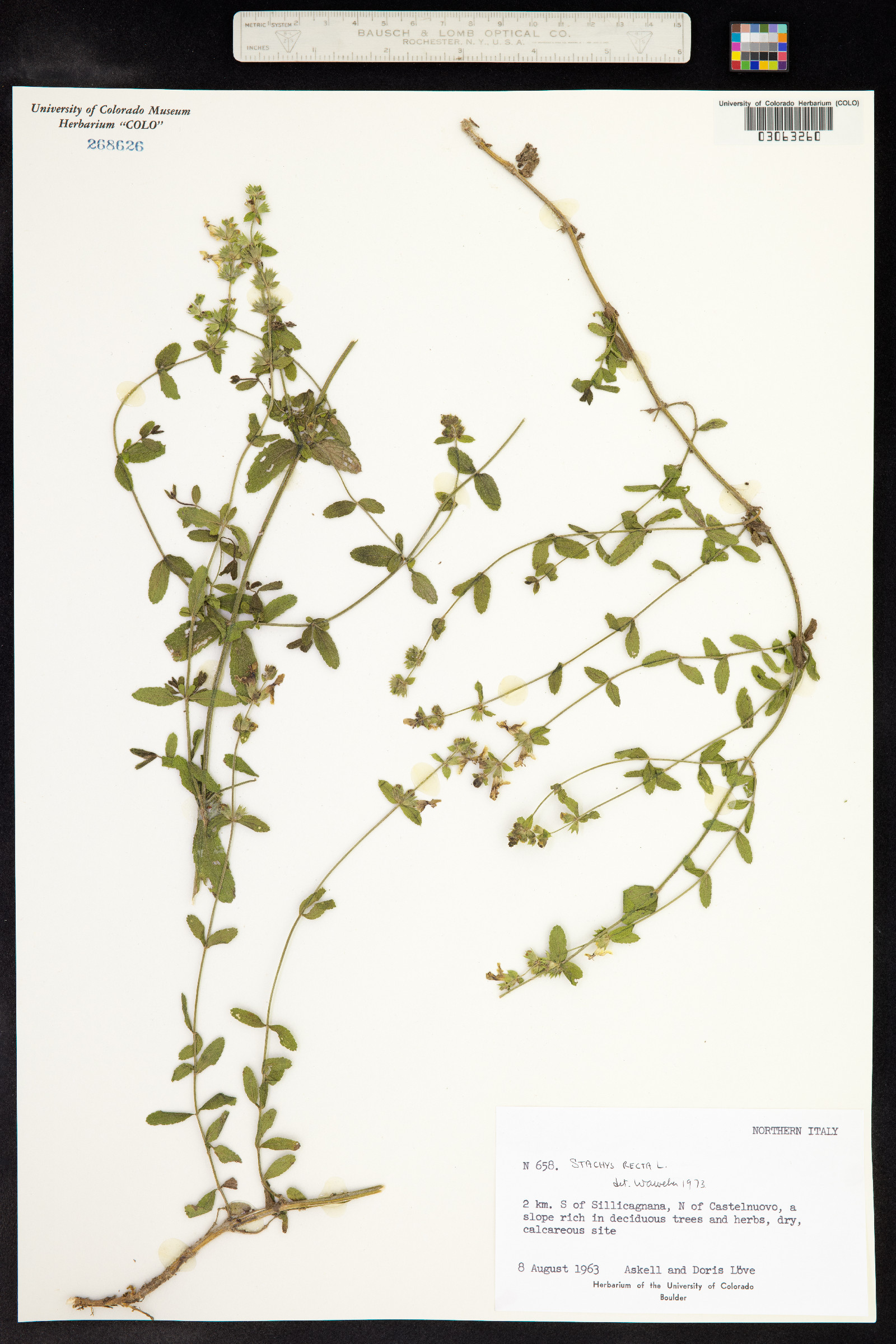 Stachys recta image
