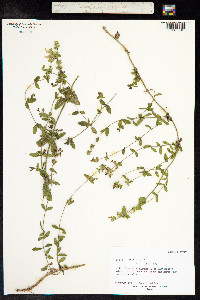 Stachys recta image