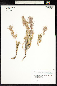 Stachys lavandulifolia image