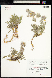 Stachys lavandulifolia image