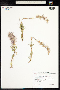 Stachys lavandulifolia image