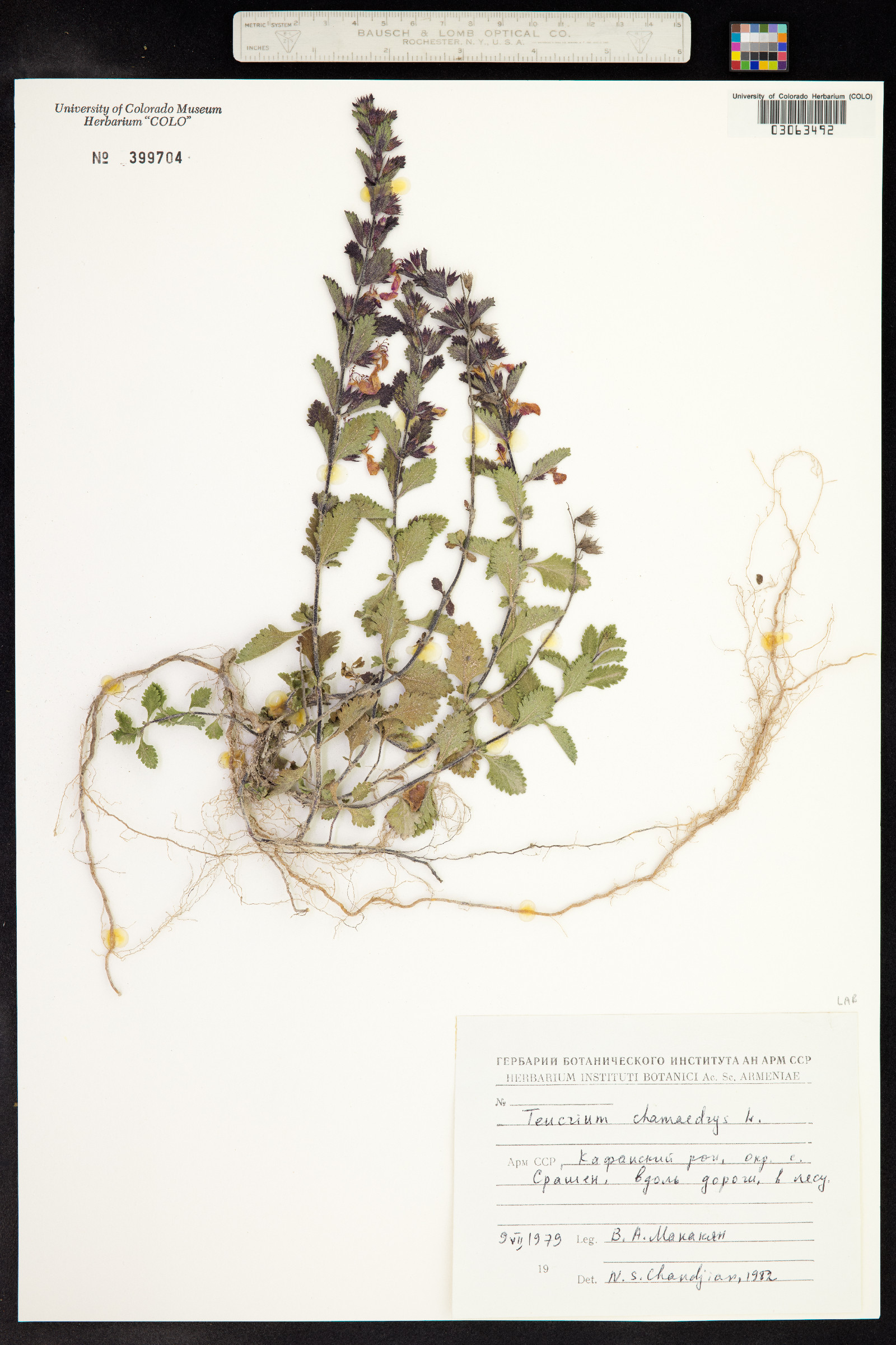 Teucrium chamaedrys image
