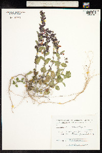 Teucrium chamaedrys image