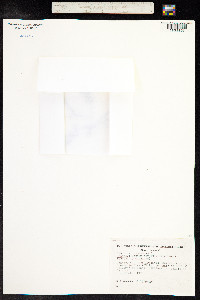 Teucrium chamaedrys image