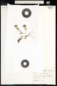 Teucrium chamaedrys image