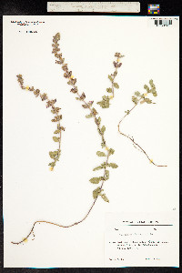 Teucrium chamaedrys image