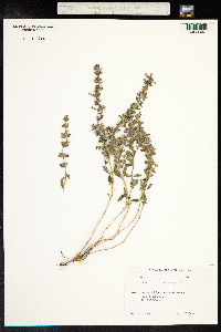 Teucrium chamaedrys image