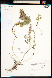 Teucrium chamaedrys image