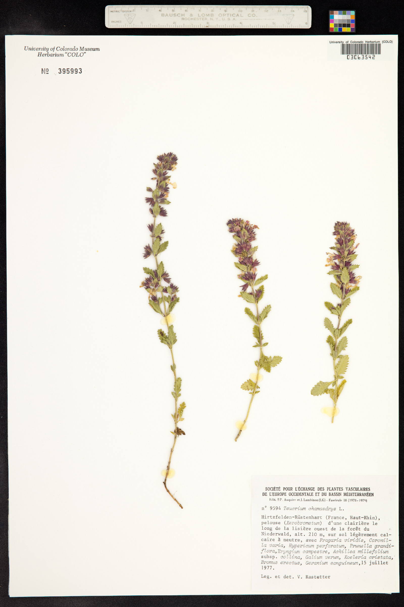 Lamiaceae image