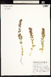 Teucrium chamaedrys image