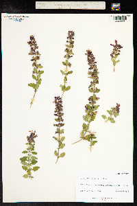 Teucrium chamaedrys image