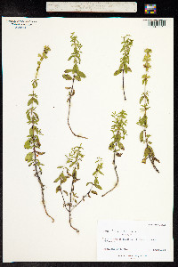 Teucrium chamaedrys image