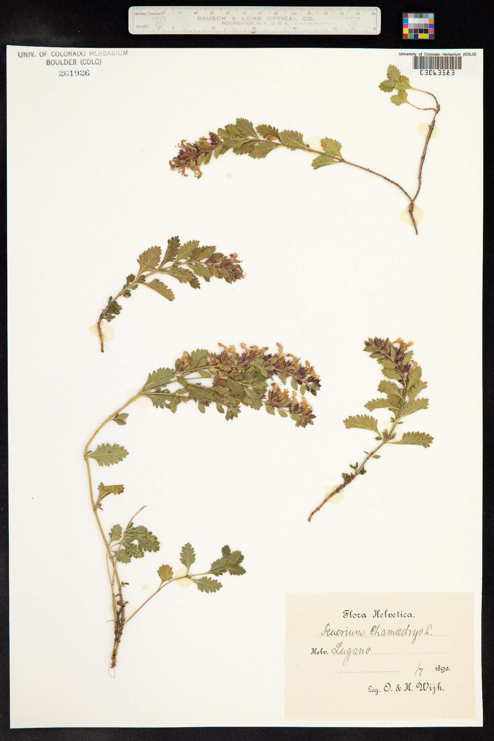 Teucrium chamaedrys image