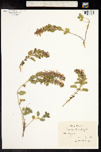 Teucrium chamaedrys image