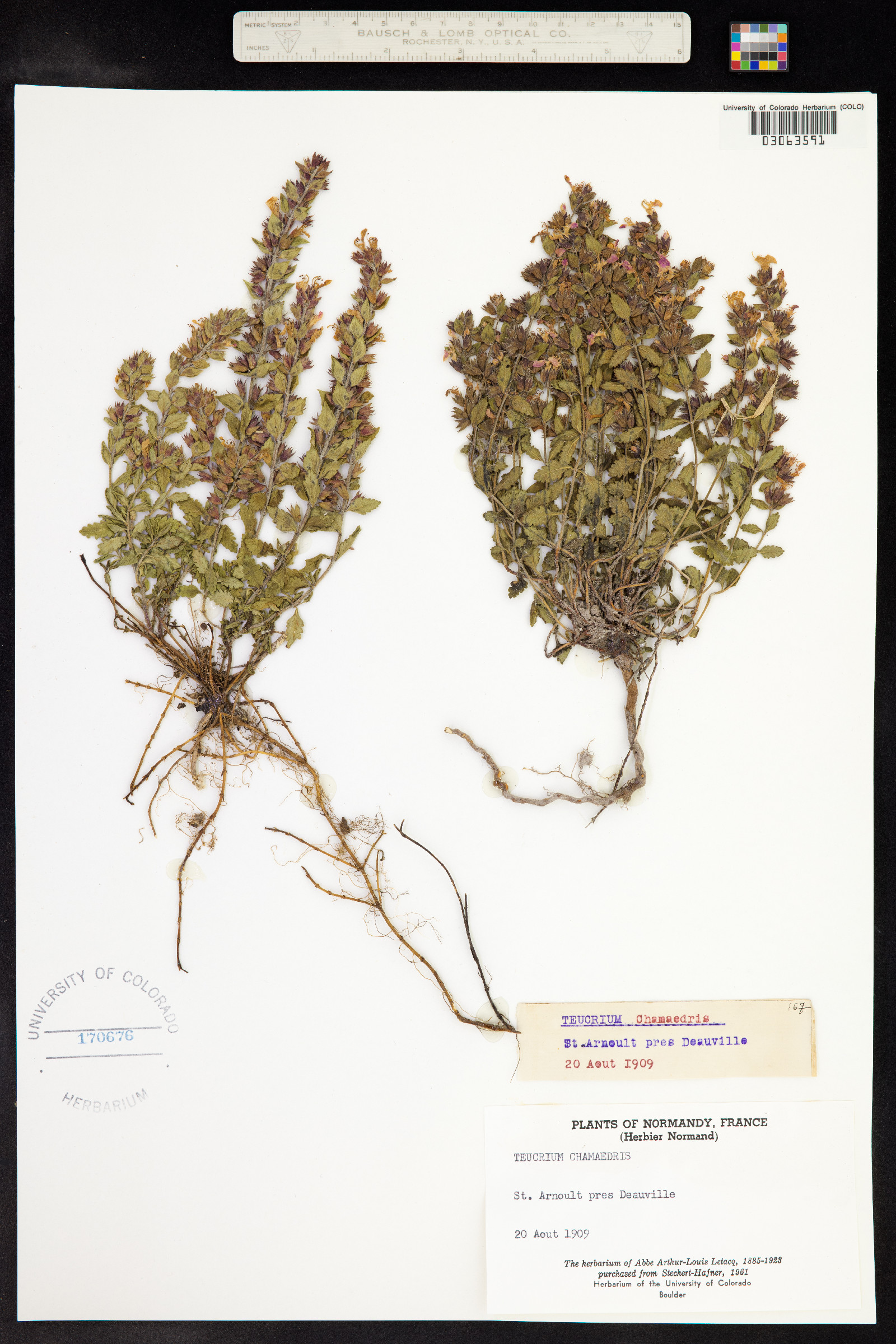 Teucrium chamaedrys image