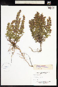 Teucrium chamaedrys image