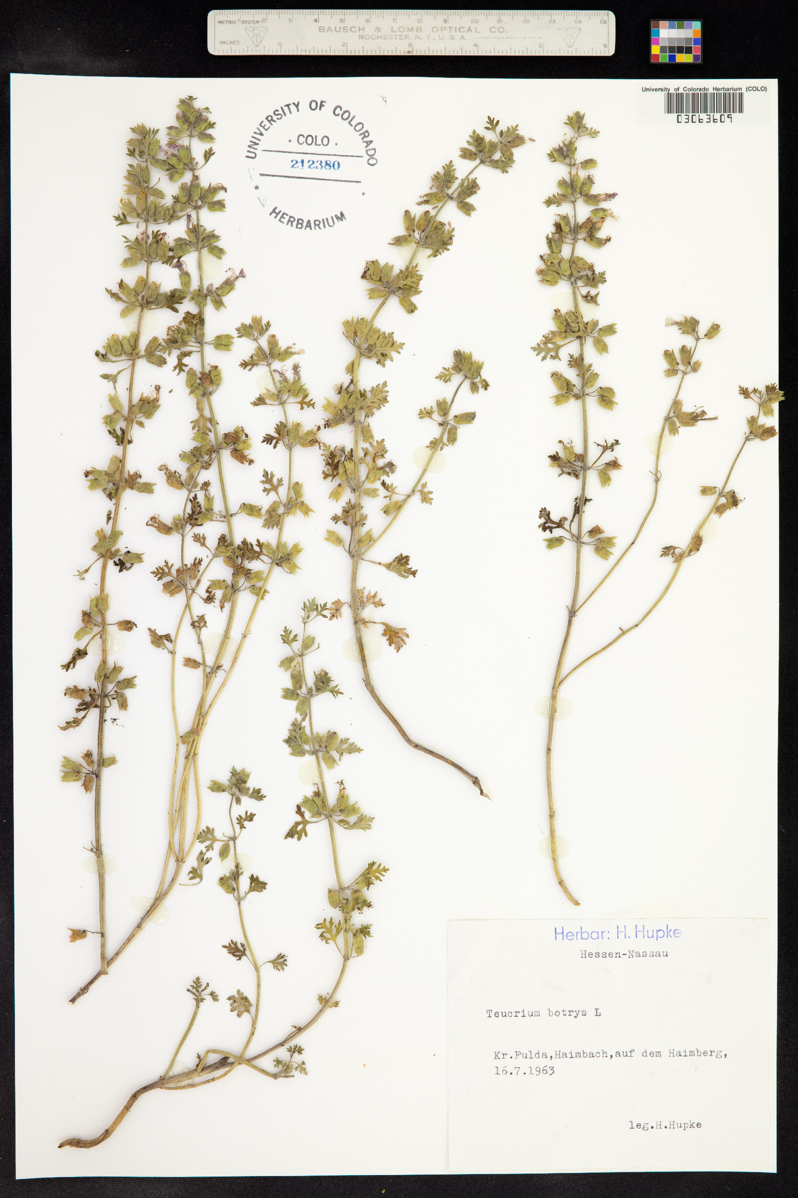 Teucrium botrys image