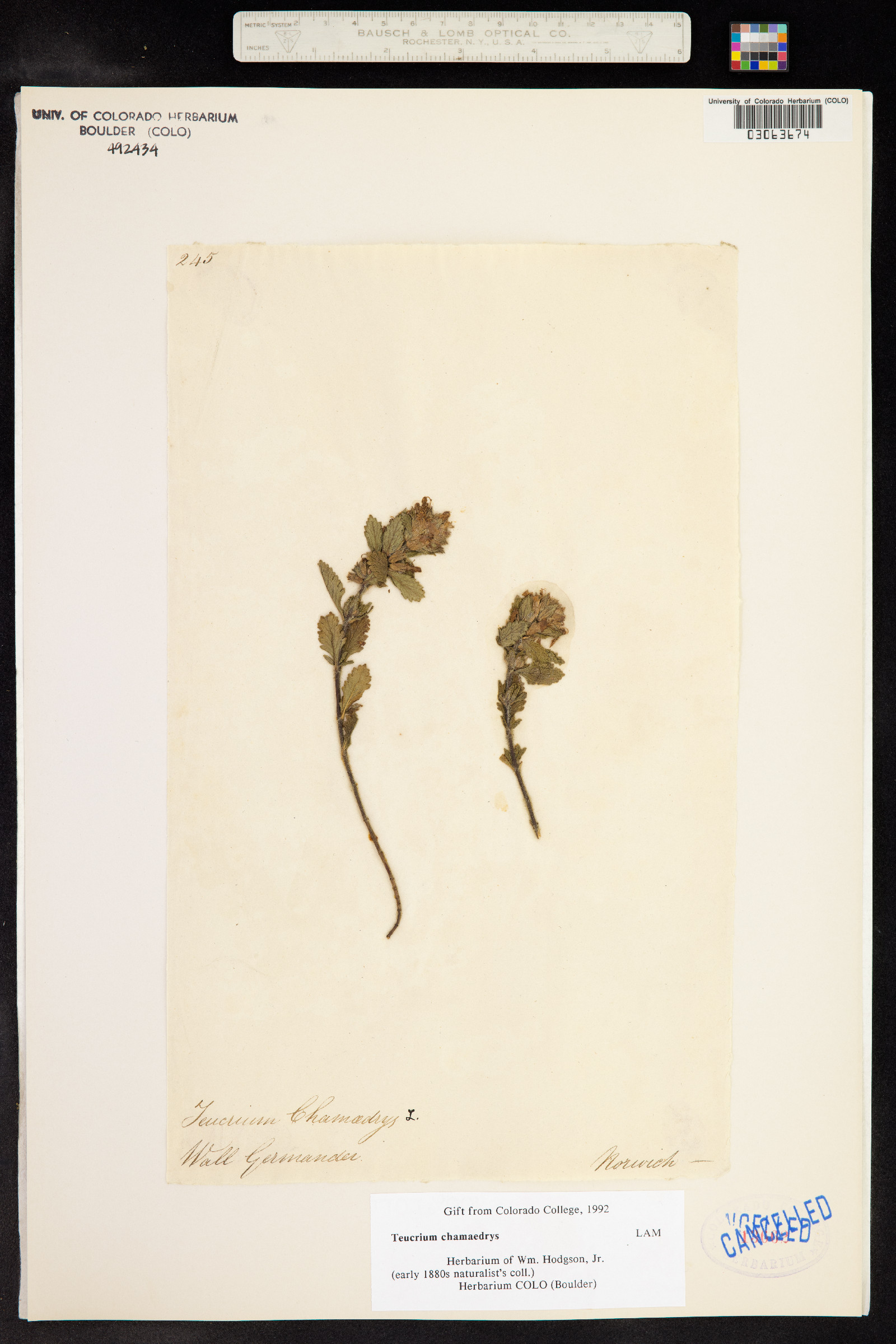 Teucrium chamaedrys image