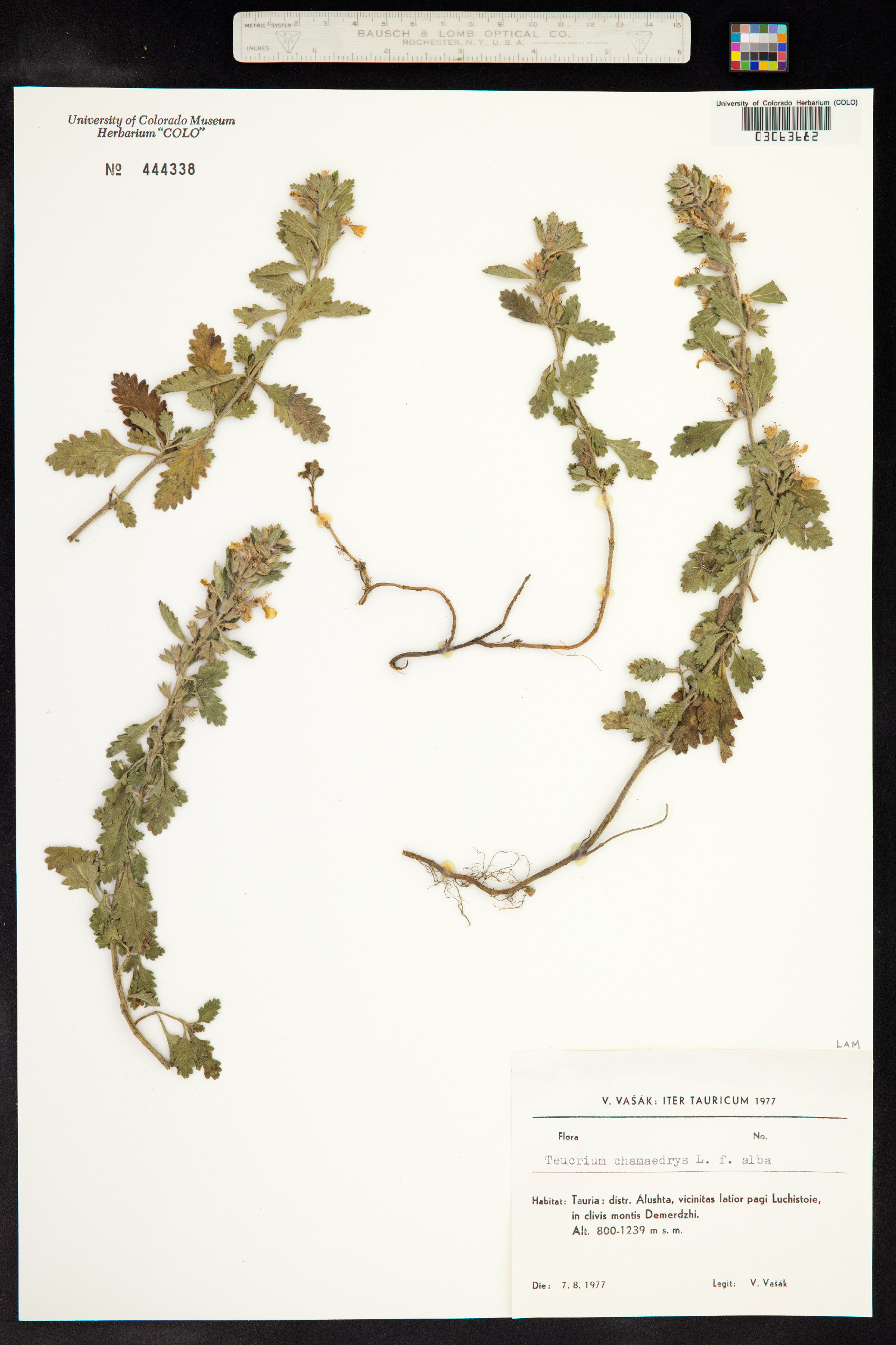 Teucrium chamaedrys image
