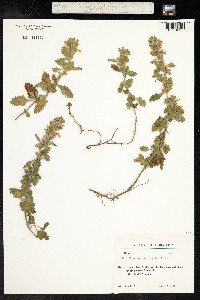 Teucrium chamaedrys image