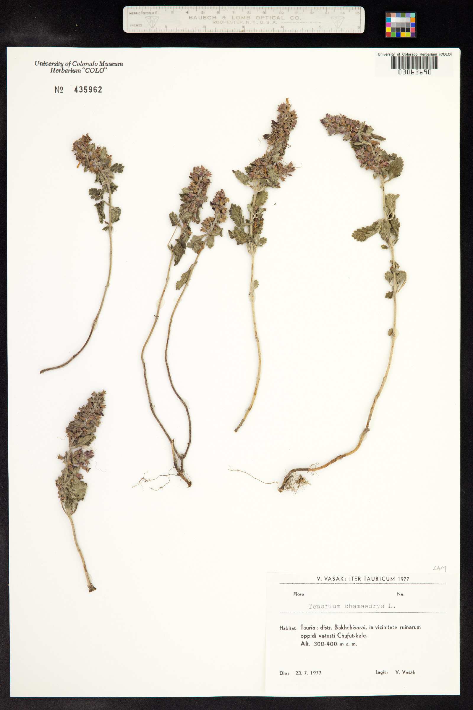 Teucrium chamaedrys image