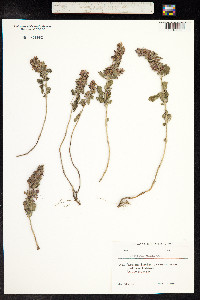 Teucrium chamaedrys image
