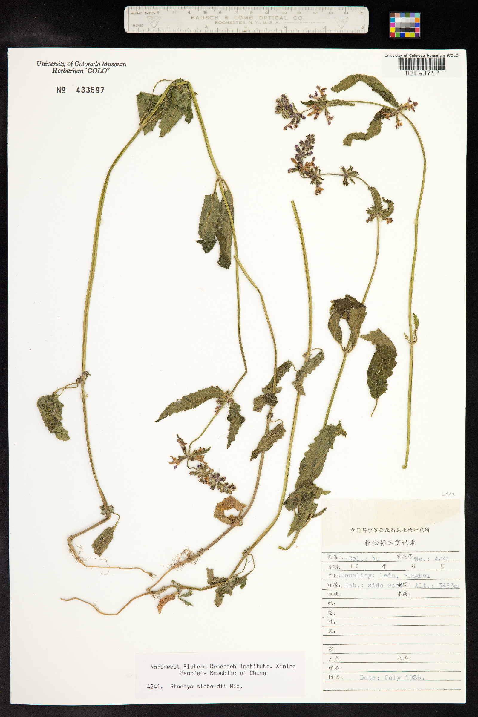 Stachys sieboldii image