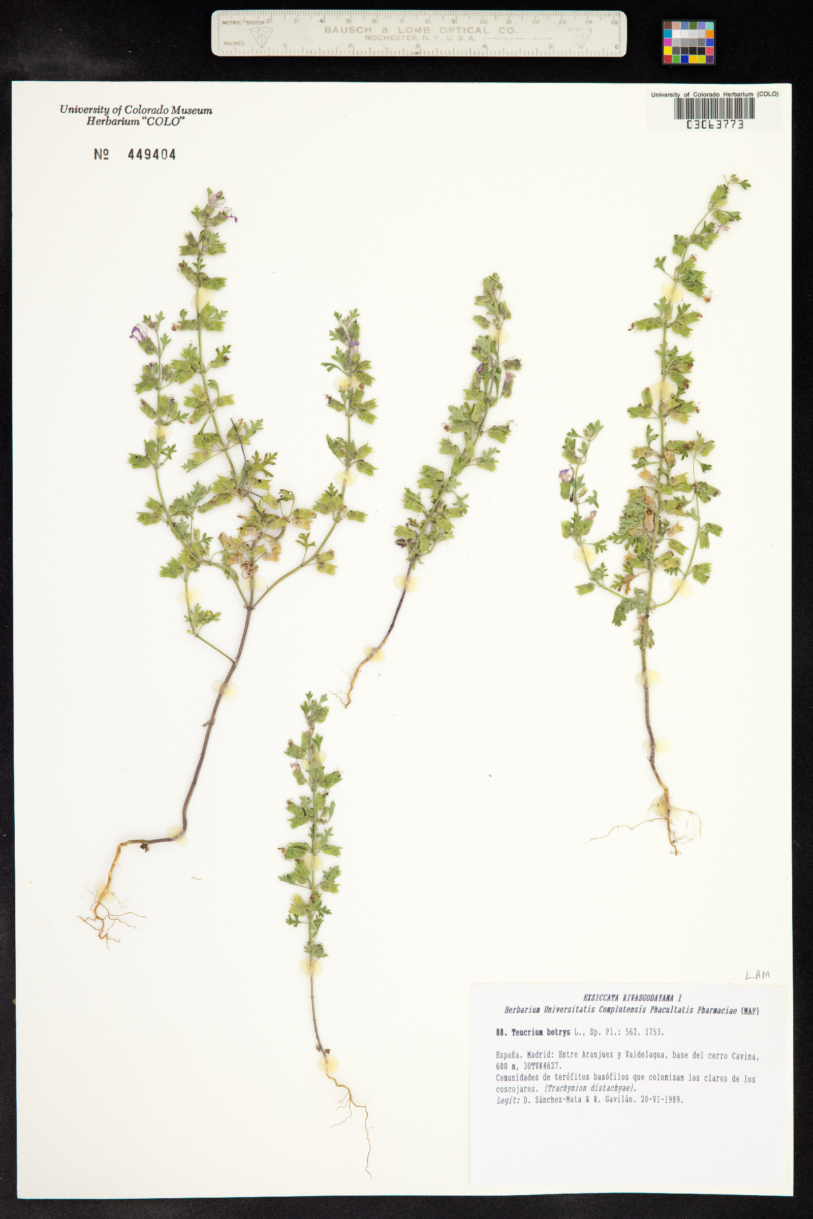 Teucrium botrys image