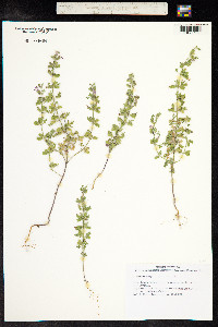 Teucrium botrys image