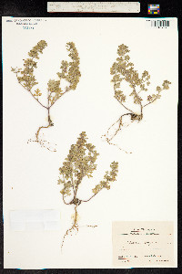 Teucrium botrys image