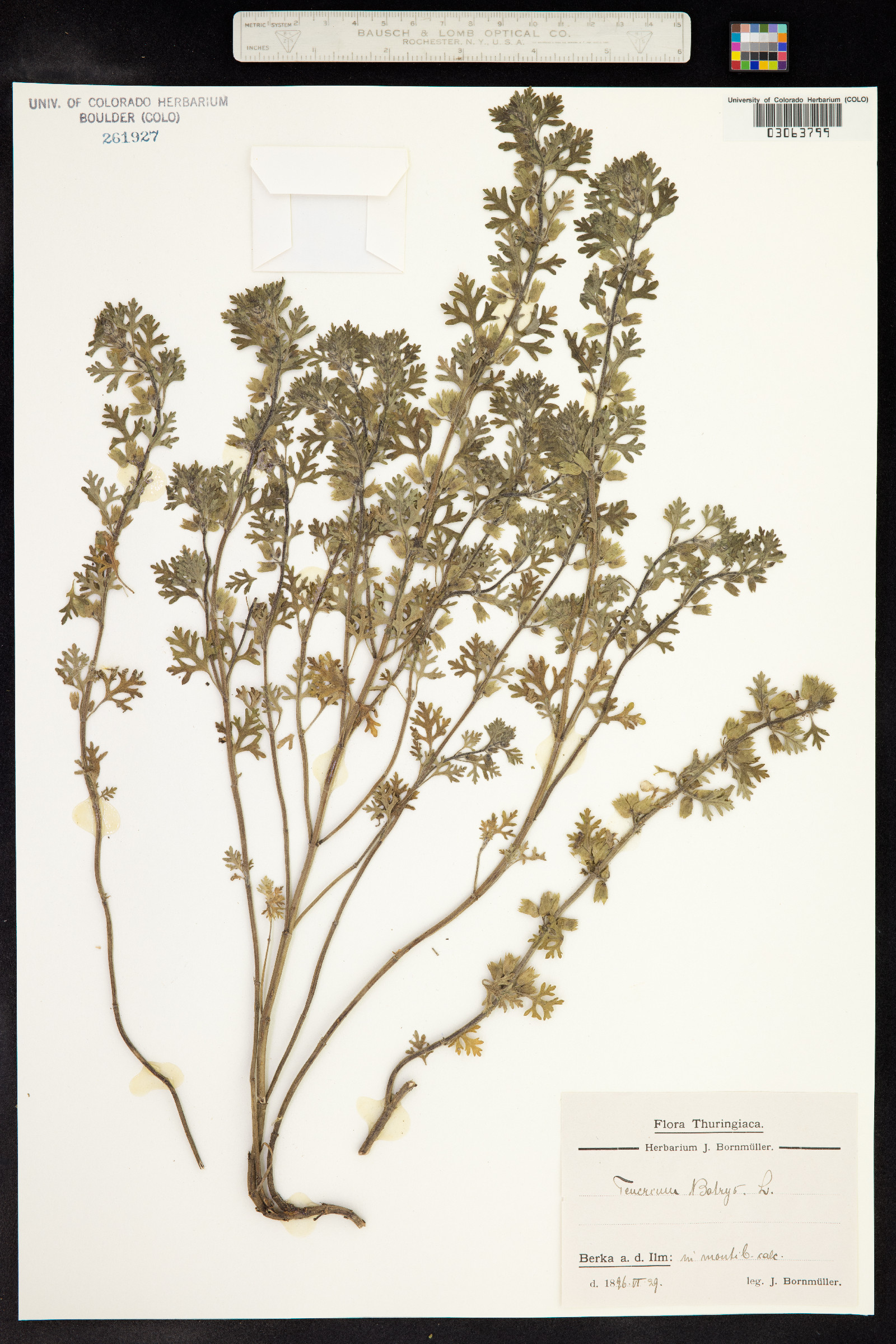 Teucrium botrys image