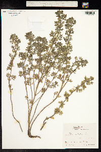 Teucrium botrys image