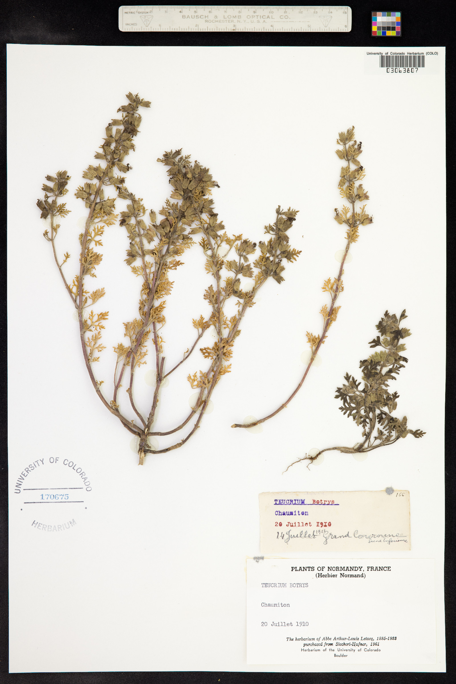 Teucrium botrys image