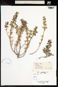 Teucrium botrys image
