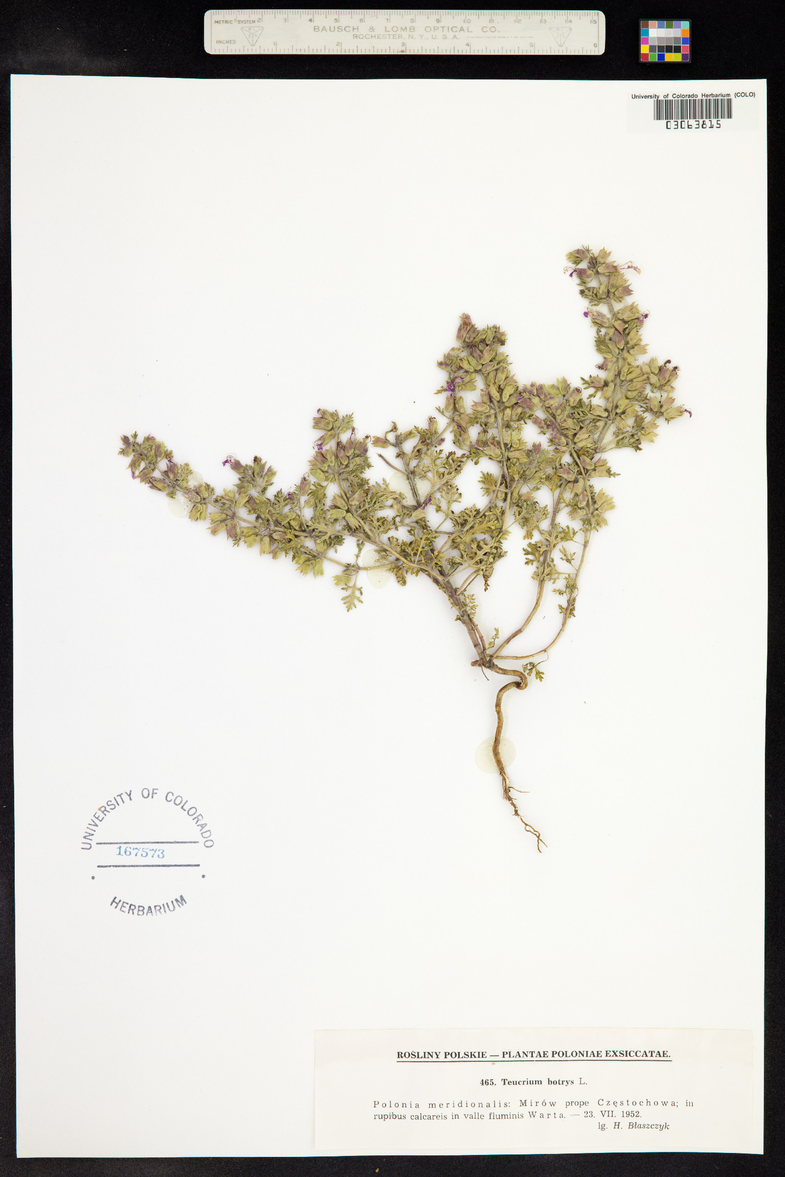 Teucrium botrys image