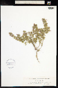 Teucrium botrys image