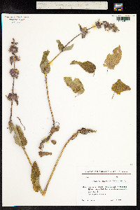 Stachys balansae image