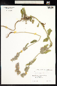 Stachys balansae image