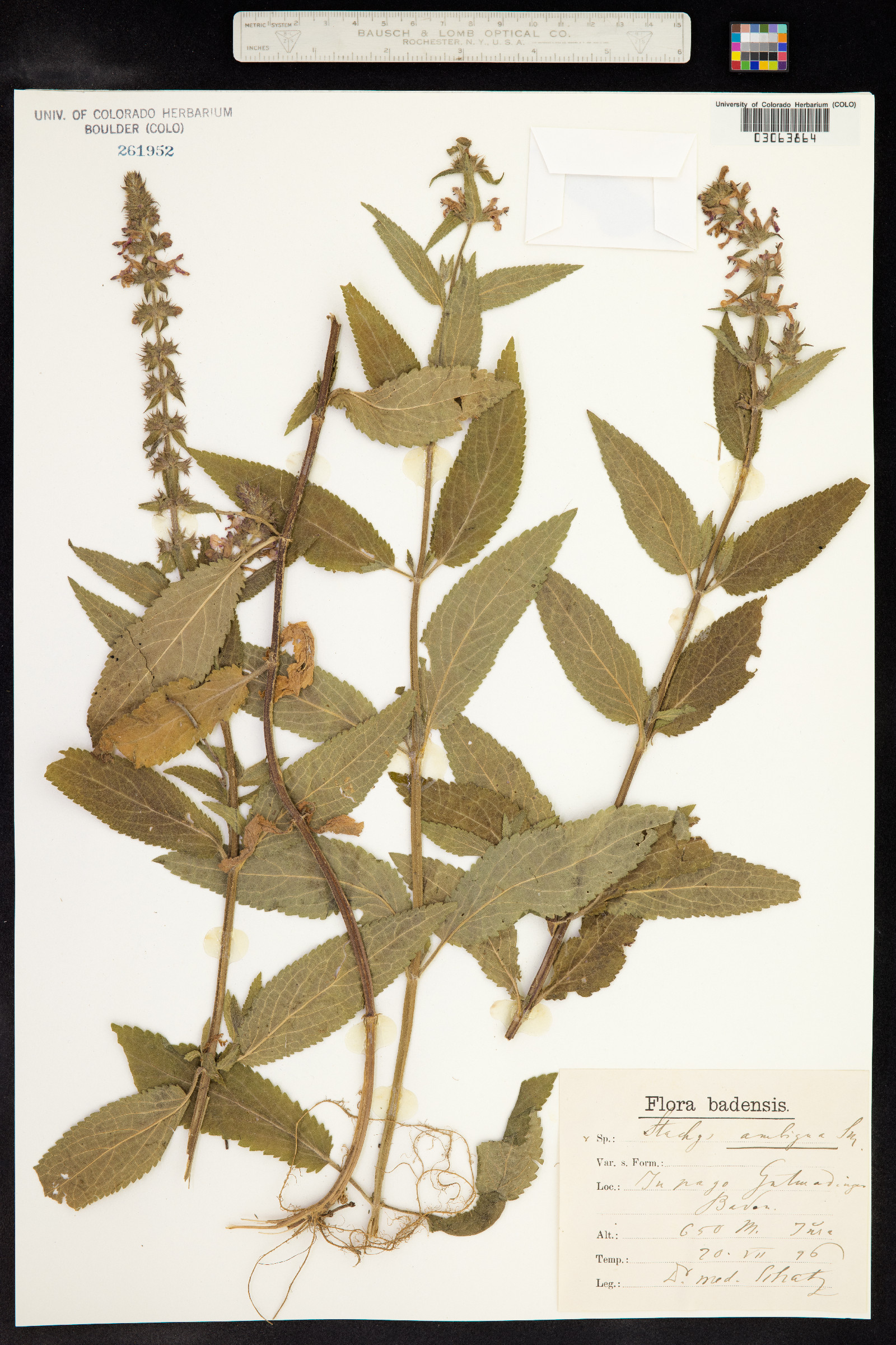 Stachys aspera image