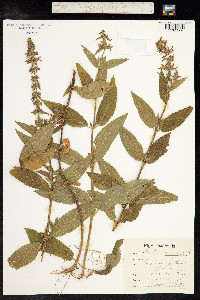 Stachys aspera image