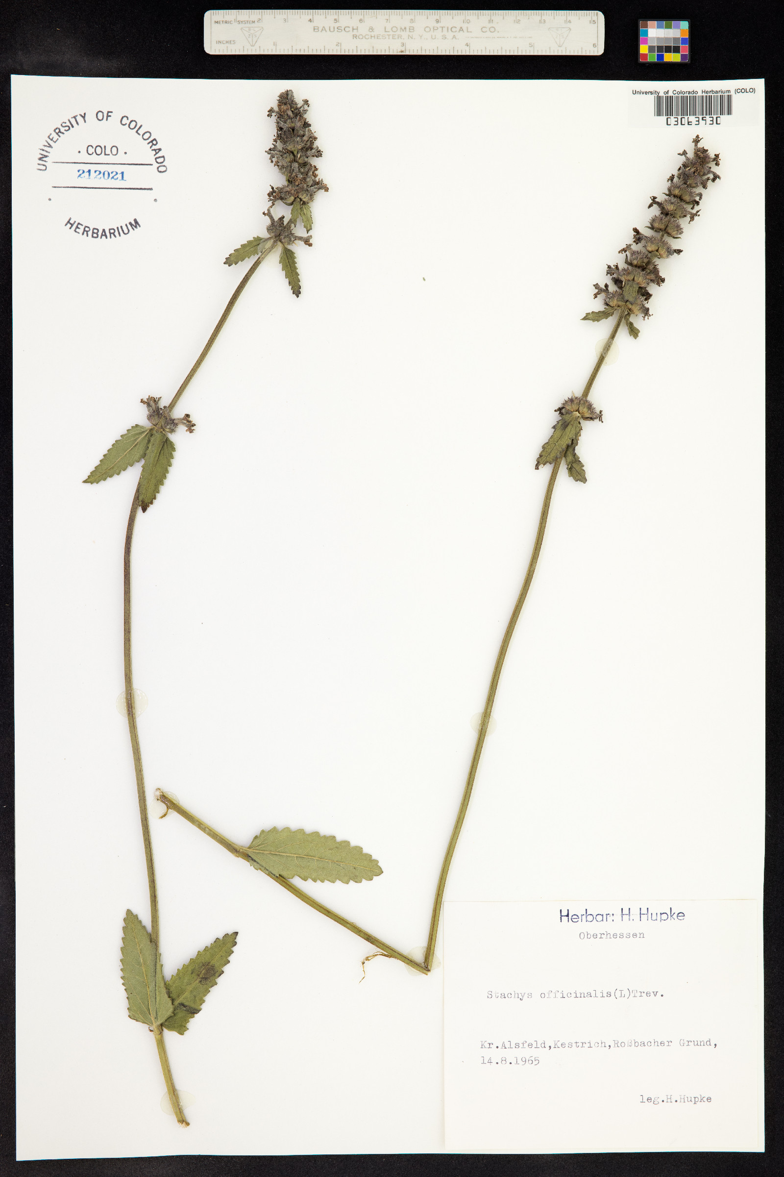 Stachys officinalis image